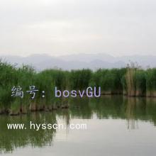 α